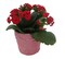 Pink Rose Planter with Surprise Calandiva Plant - 2.5" Ceramic Pot